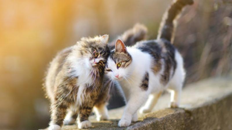 picture of cats